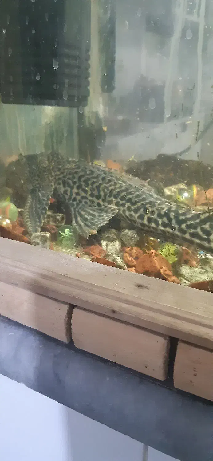 لجن خوار|ماهی|قم, ولیعصر|دیوار