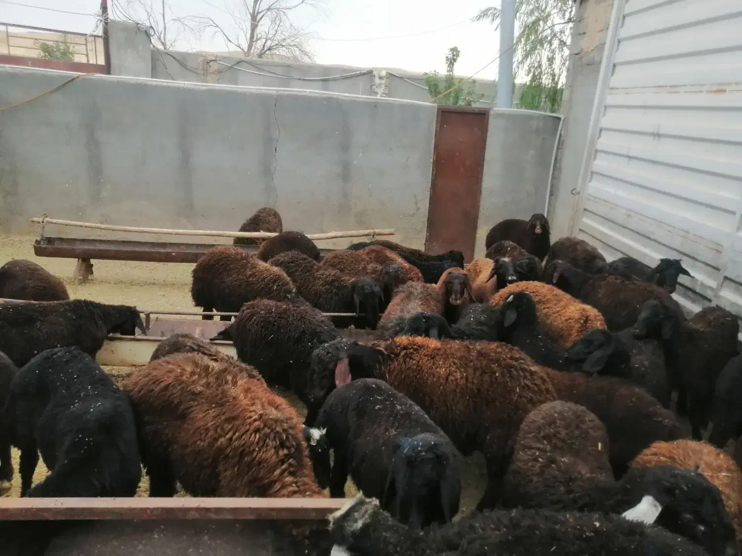 30عدد بره پروار سنگین|حیوانات مزرعه|سلفچگان, |دیوار