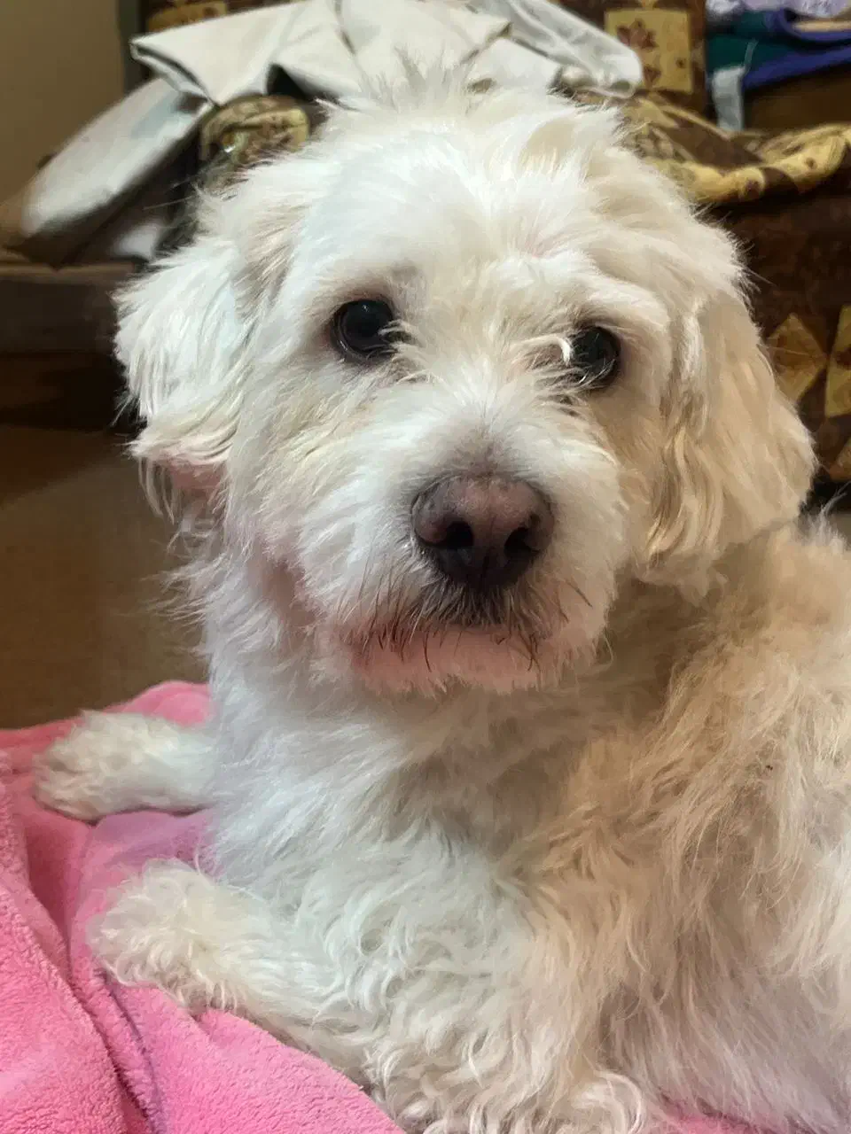 سگ گمشده|حیوانات|فلاورجان, |دیوار