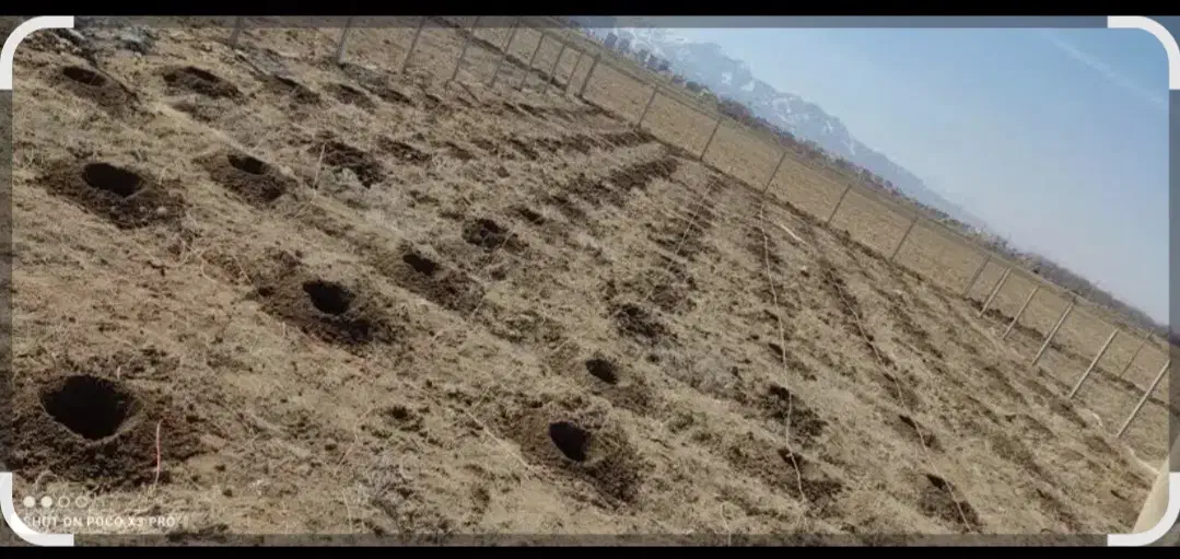 کندن چاله درخت بامته تراکتوری|خدمات باغبانی و درختکاری|گلپایگان, |دیوار