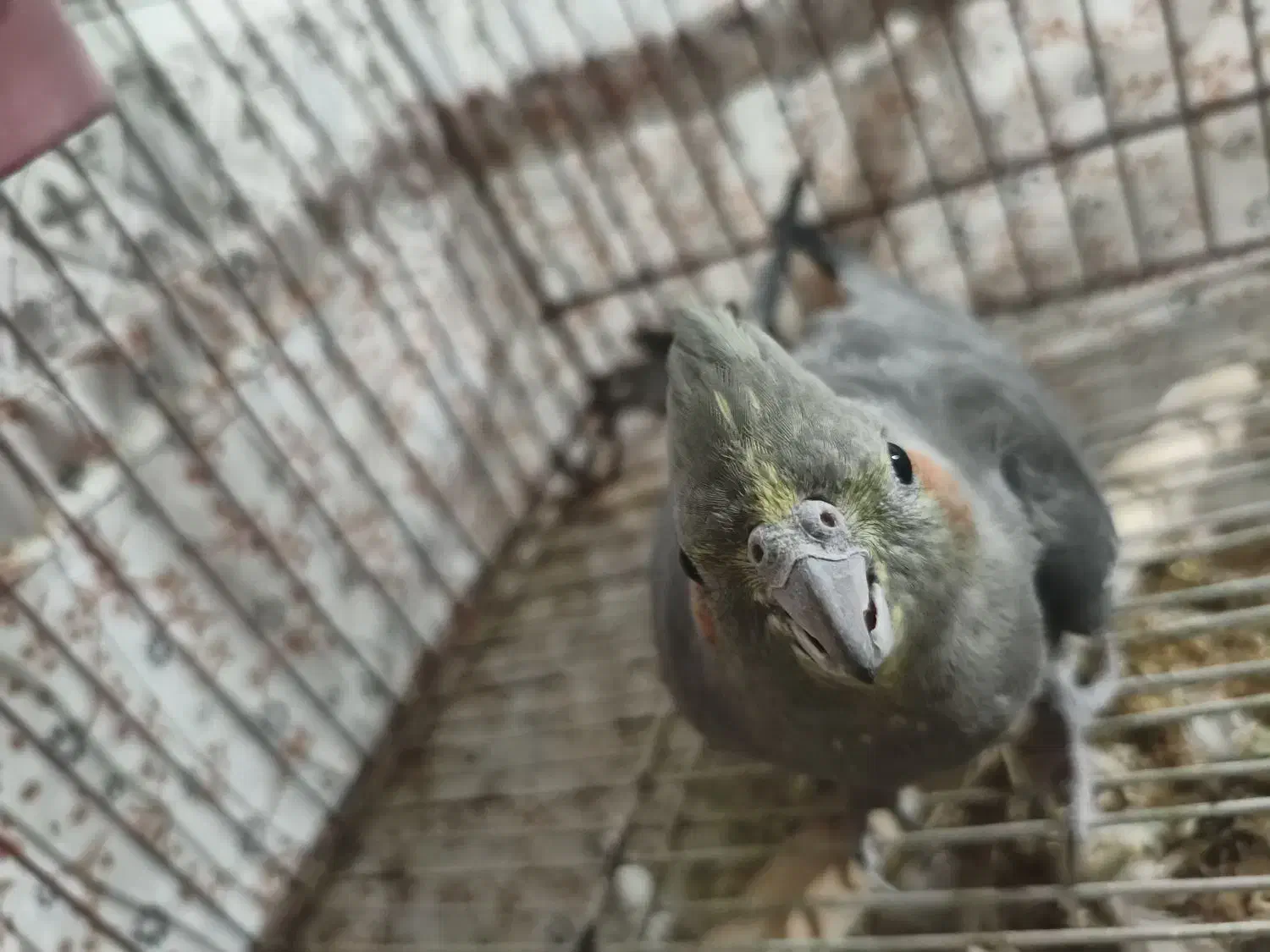 عروس‌هلندی‌ماده|پرنده|ورامین, شهرک مدرس|دیوار