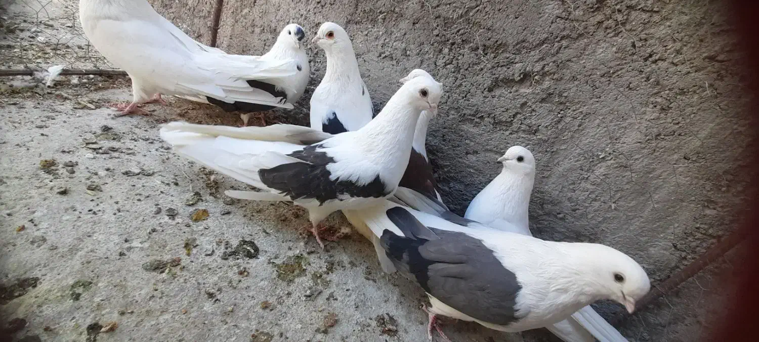 پشدار قدبلند|پرنده|زرند, |دیوار