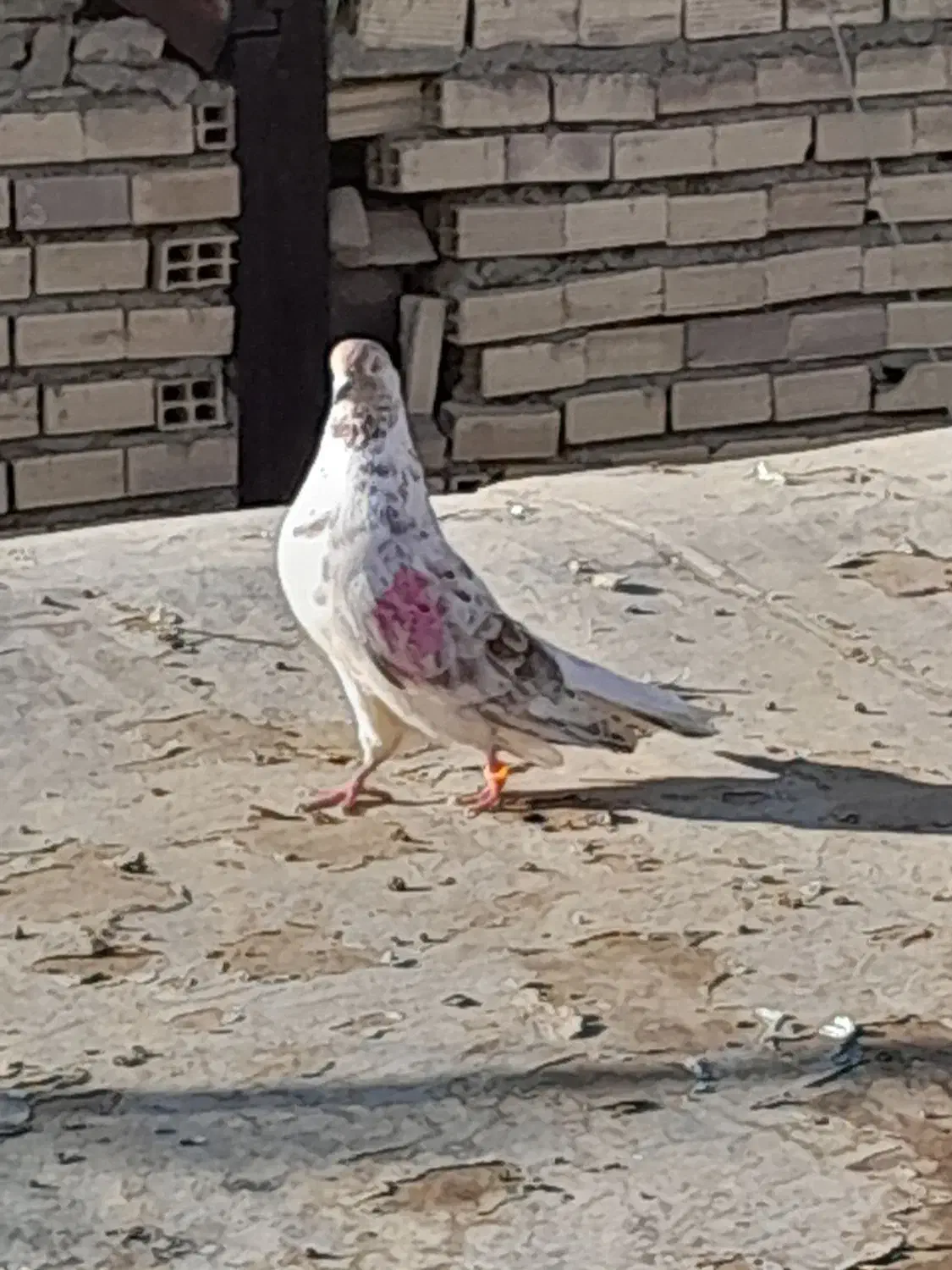 کفتر|پرنده|هشتگرد, شهرک راه آهن|دیوار