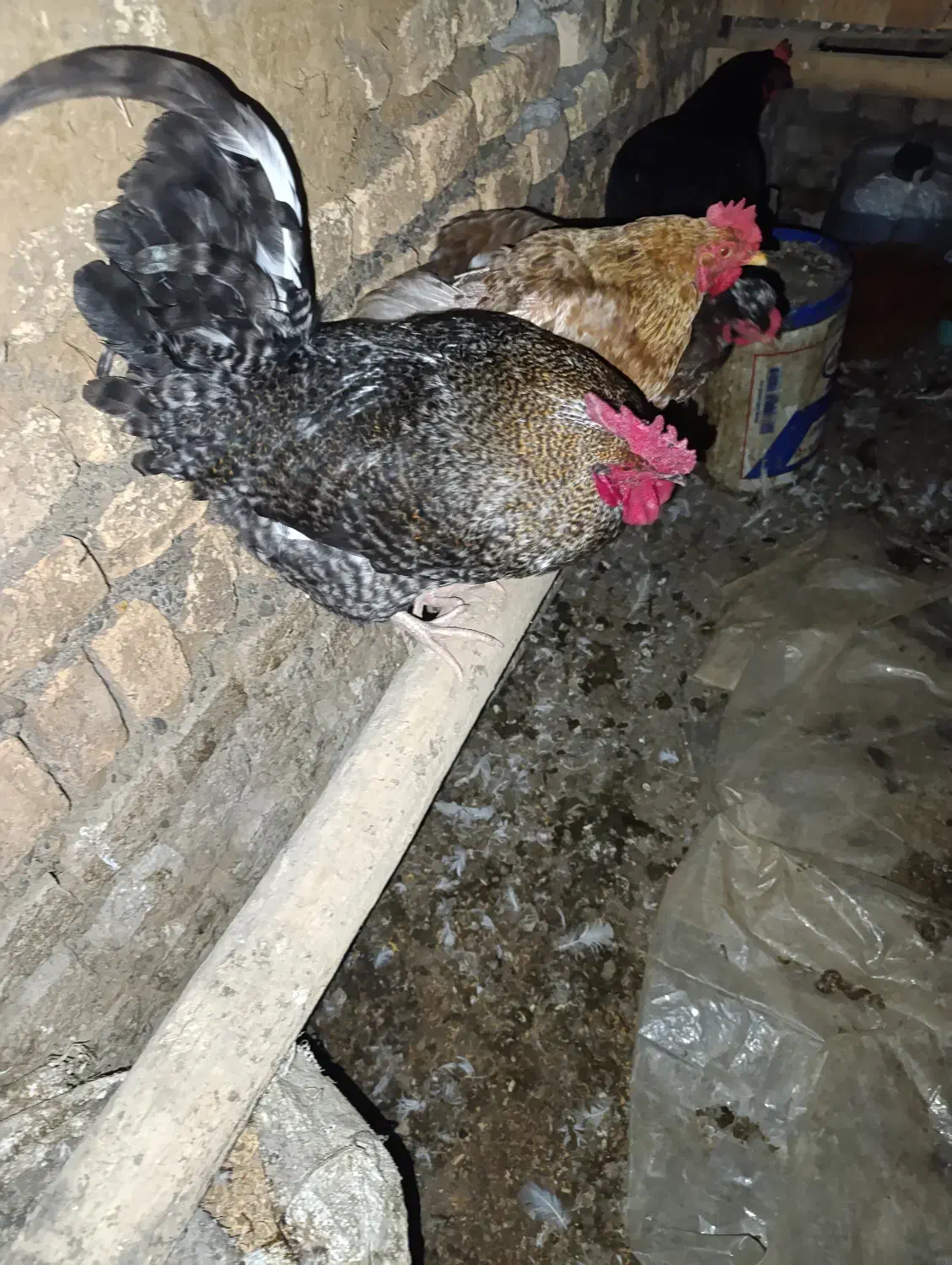 خروس محلی|حیوانات مزرعه|خان ببین, |دیوار