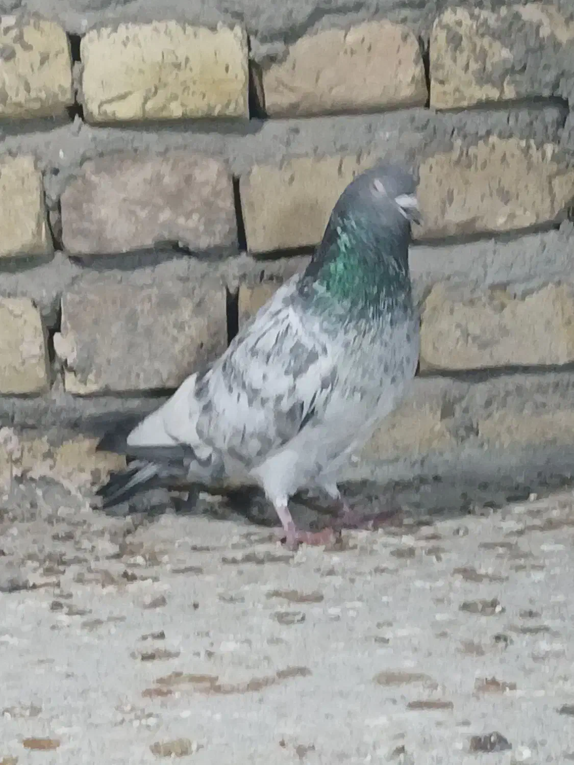 طوق سرور|پرنده|یزد, |دیوار