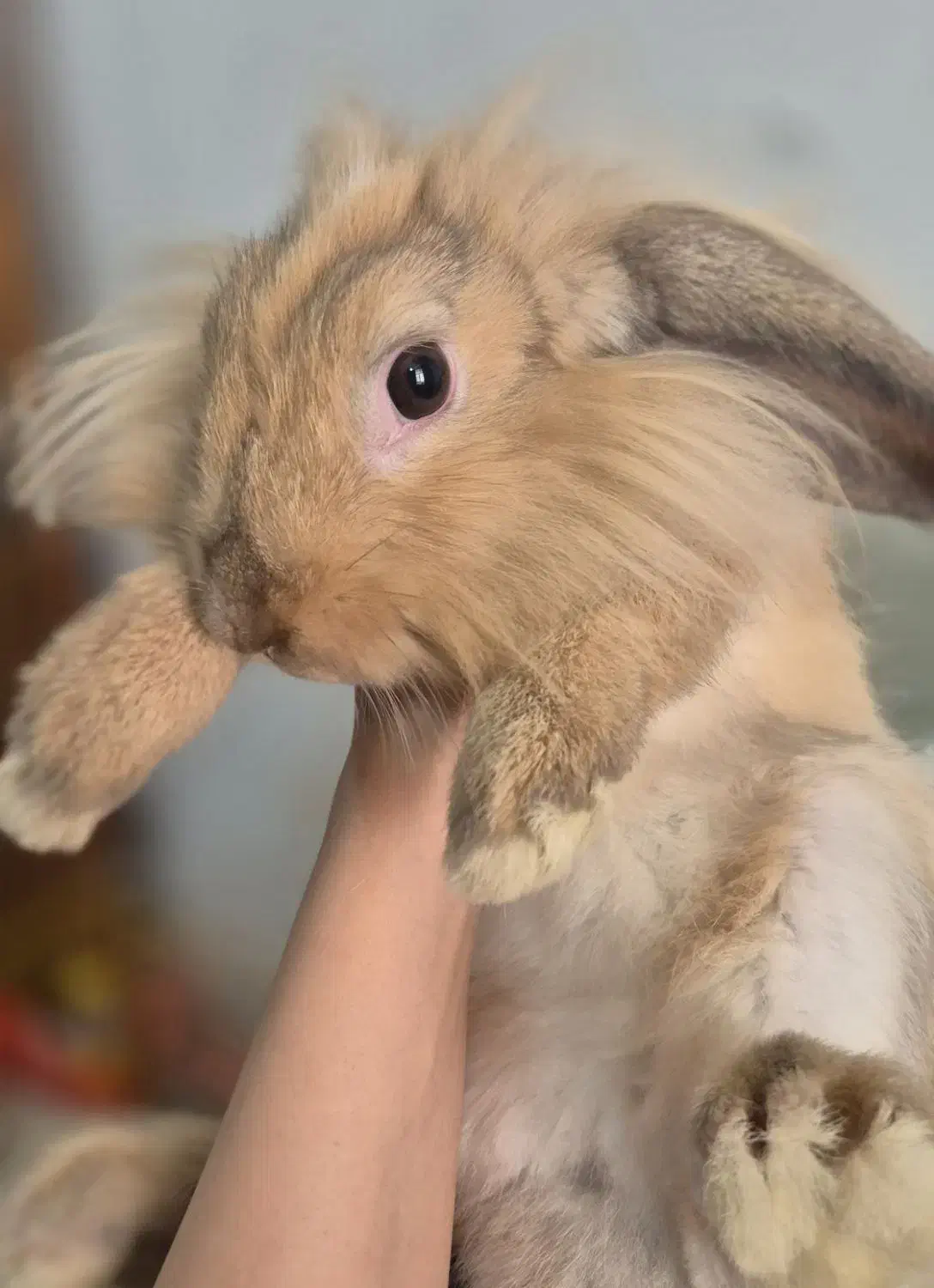 خرگوش لوپ اصیل|موش و خرگوش|دزفول, |دیوار