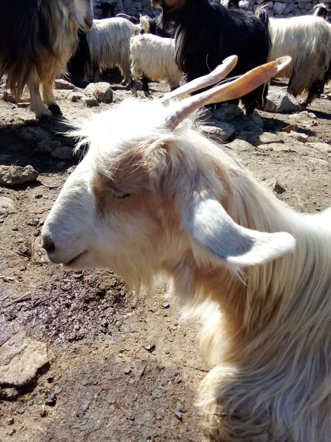 بزترکی‌معاوضه‌بامیش|حیوانات مزرعه|ایذه, |دیوار