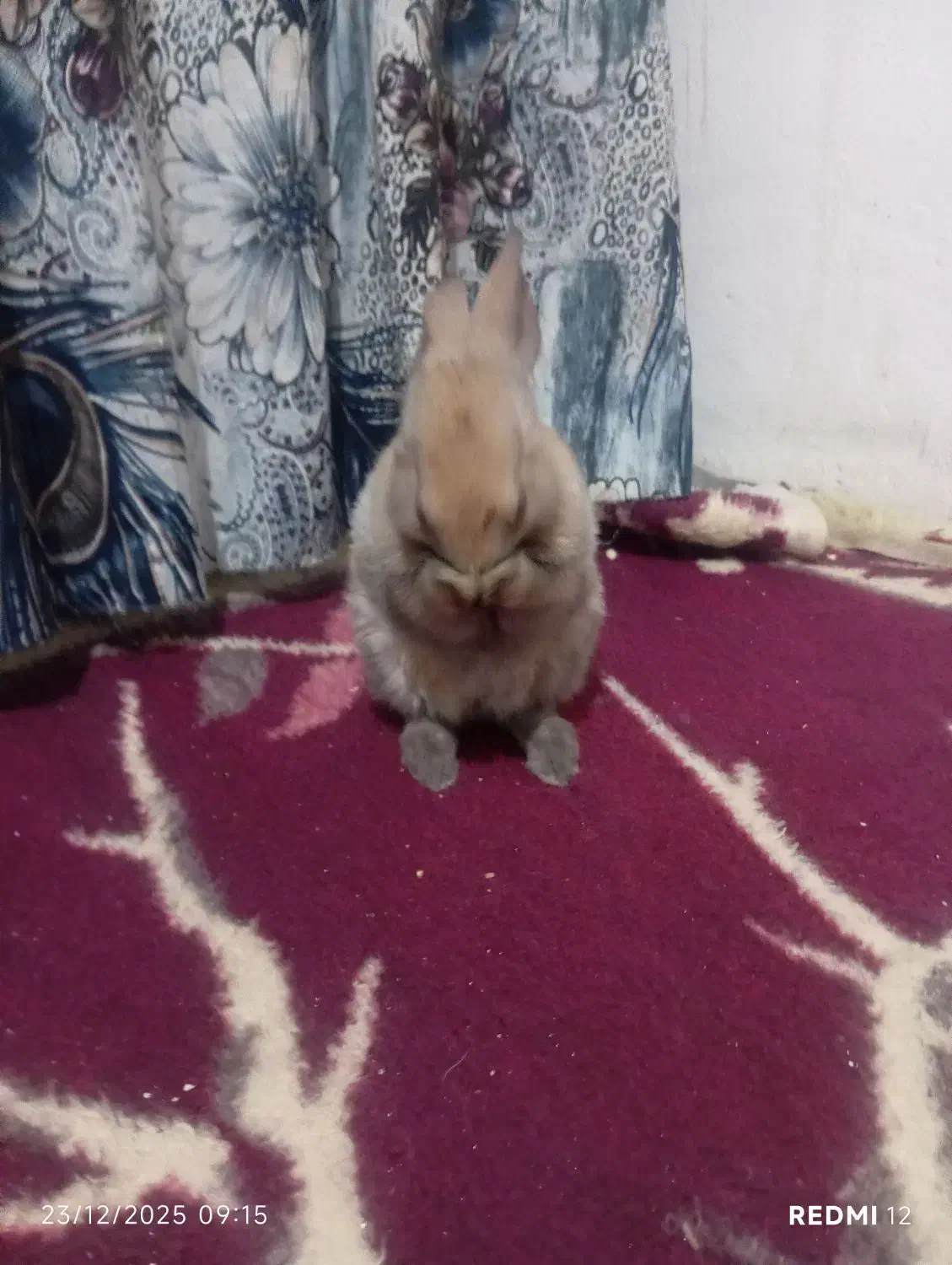 خرگوش|موش و خرگوش|شاهرود, |دیوار