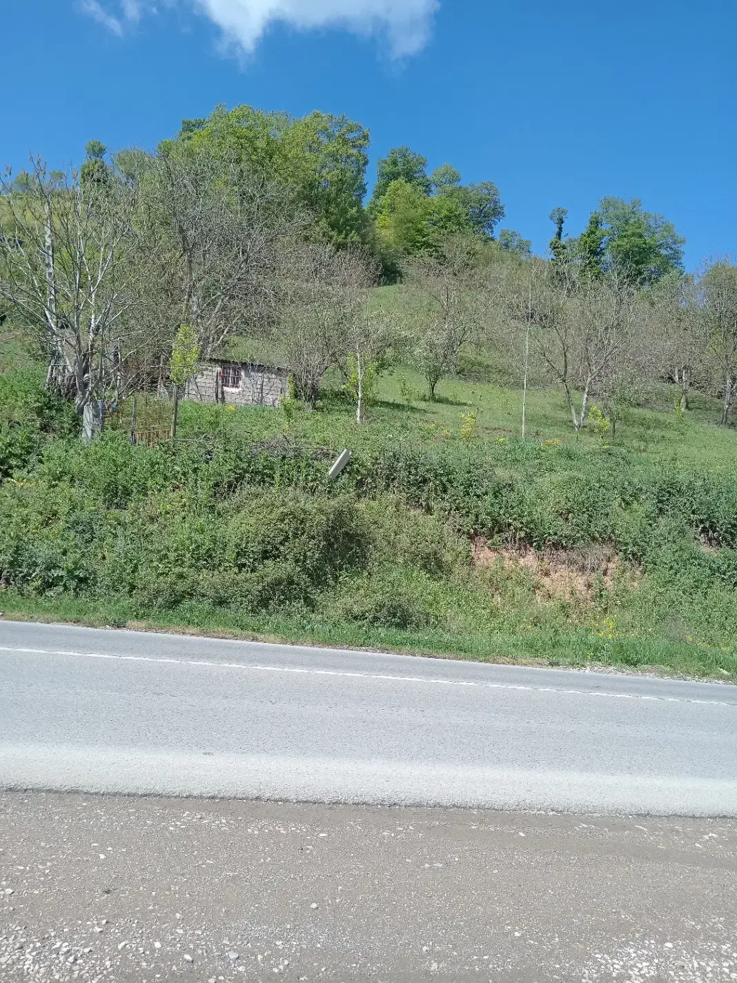 زمین باغ مسا حت 2500 متر|فروش زمین و ملک کلنگی|کیاسر, |دیوار