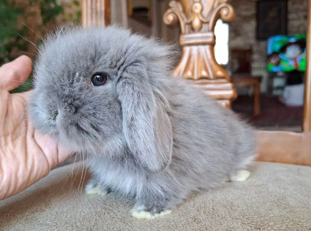 خرگوش های مینی لوپ نژادهای مختلف لوپی لوپ|موش و خرگوش|تهران, فرمانیه|دیوار