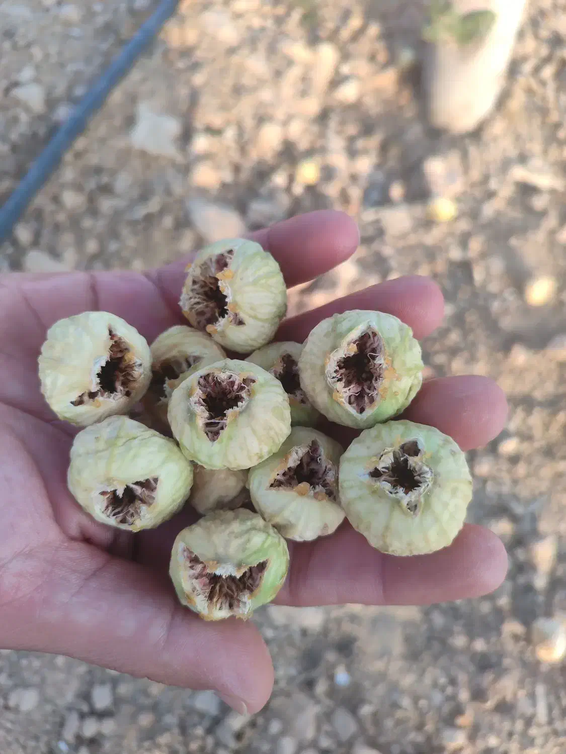 فروش عمده و خرده انجیر درجه یک فقط نقدی|خوردنی و آشامیدنی|شیراز, دارالرحمه|دیوار