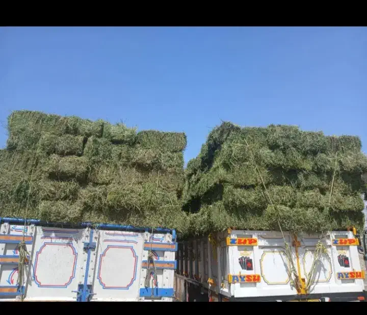 یونجه انباری درجه یک|عمده‌فروشی|دشتابی, |دیوار