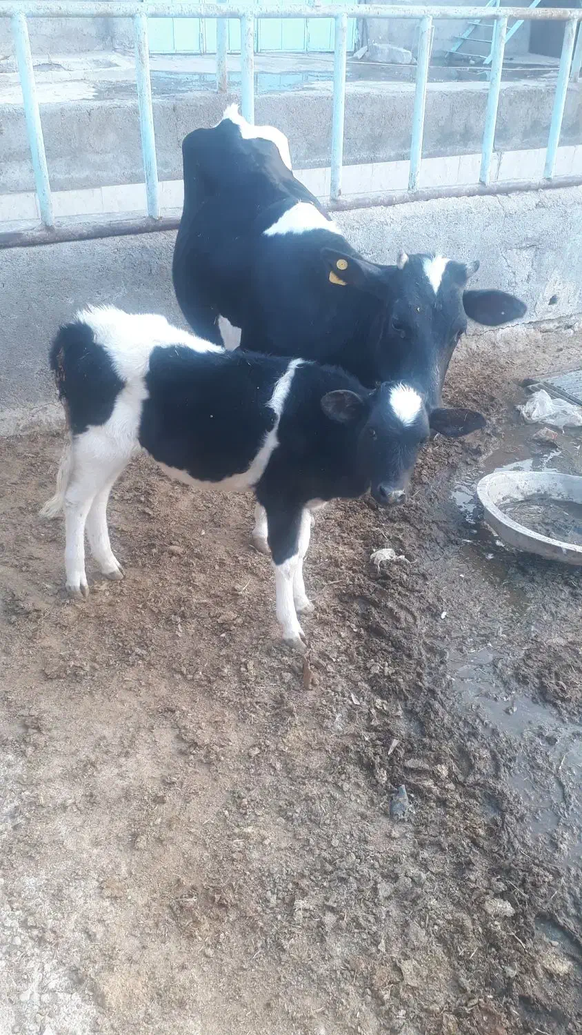 فروش گاو|حیوانات مزرعه|مسجد سلیمان, |دیوار