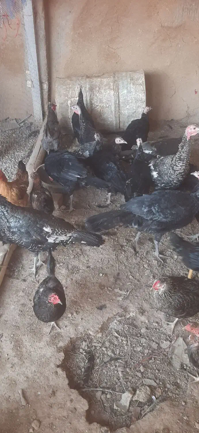 بوقلمون ماده|حیوانات مزرعه|دشتابی, |دیوار