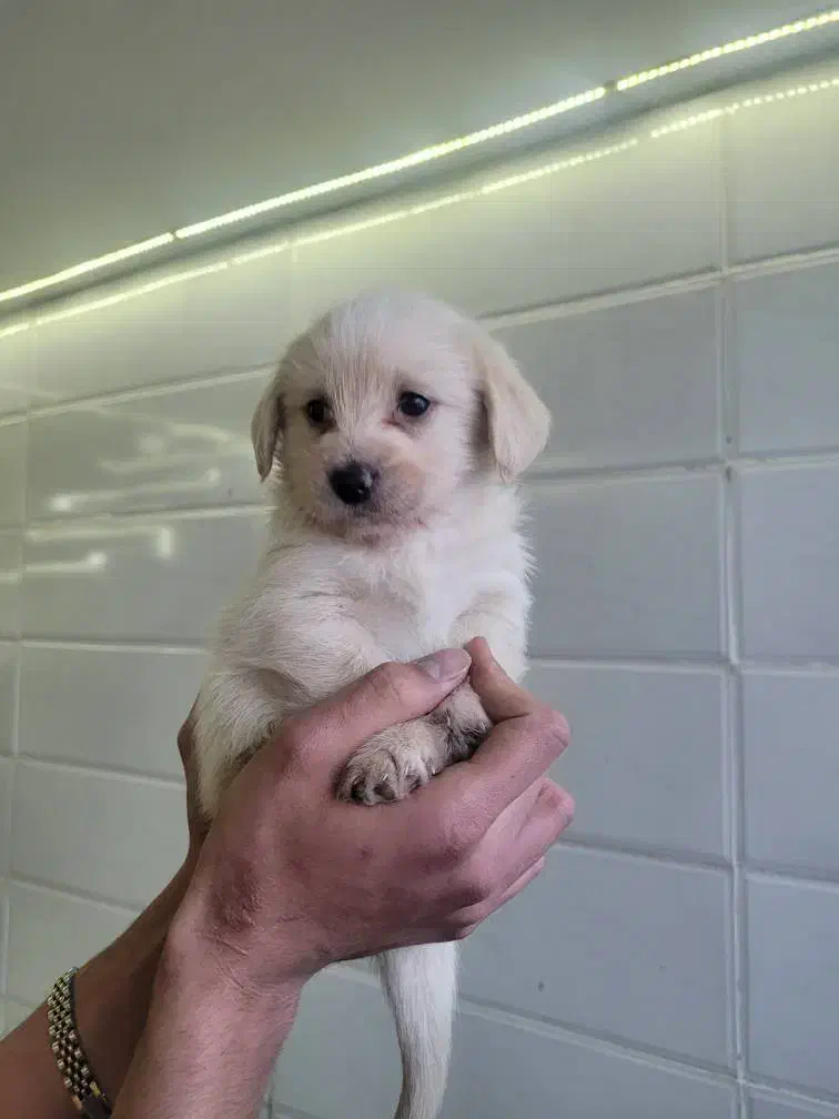 واگذاری سگ شیتزو|سگ|دورود, |دیوار