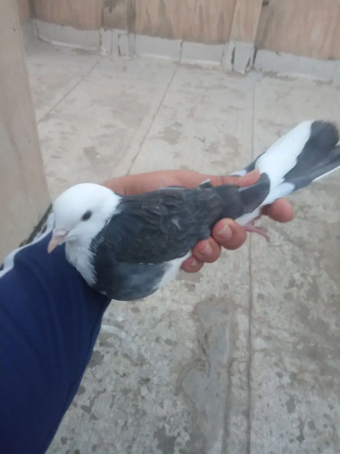 کبوتر پرشی کفتر|پرنده|تهران, مشیریه|دیوار