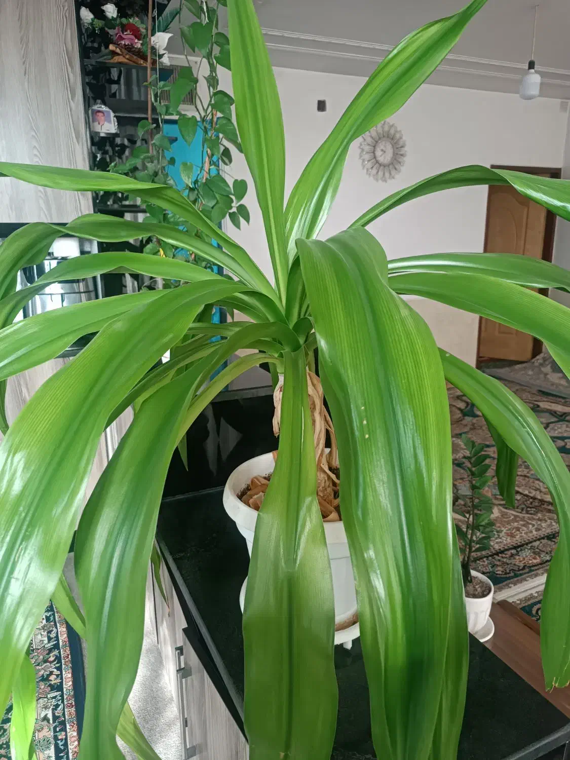 گل ذرتی|گل و گیاه طبیعی|مرودشت, فاز دوم شهرک فرهنگیان|دیوار