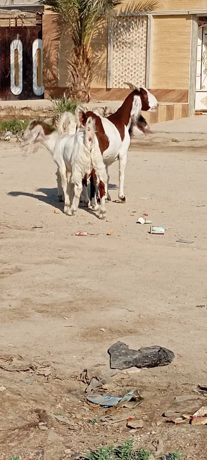 ۷ بز مطفل و ابستن و کهره نر و ماده|حیوانات مزرعه|اهواز, گلدشت|دیوار