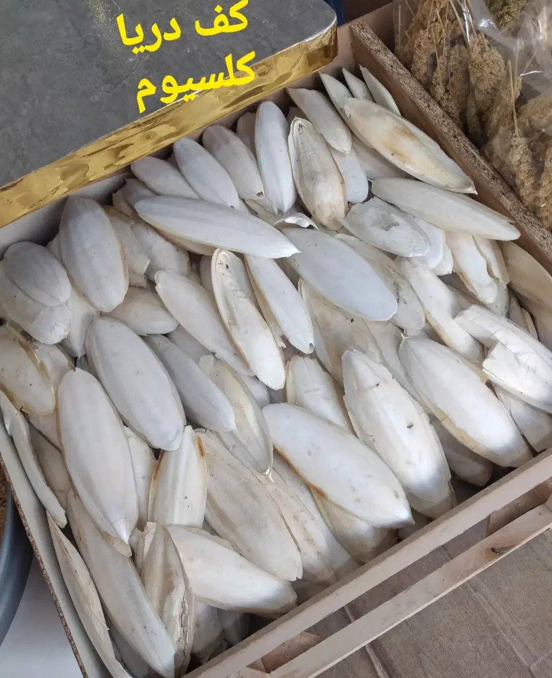 کف دریا سالم خشک دورشت|ماهی|بندر کنگان, |دیوار