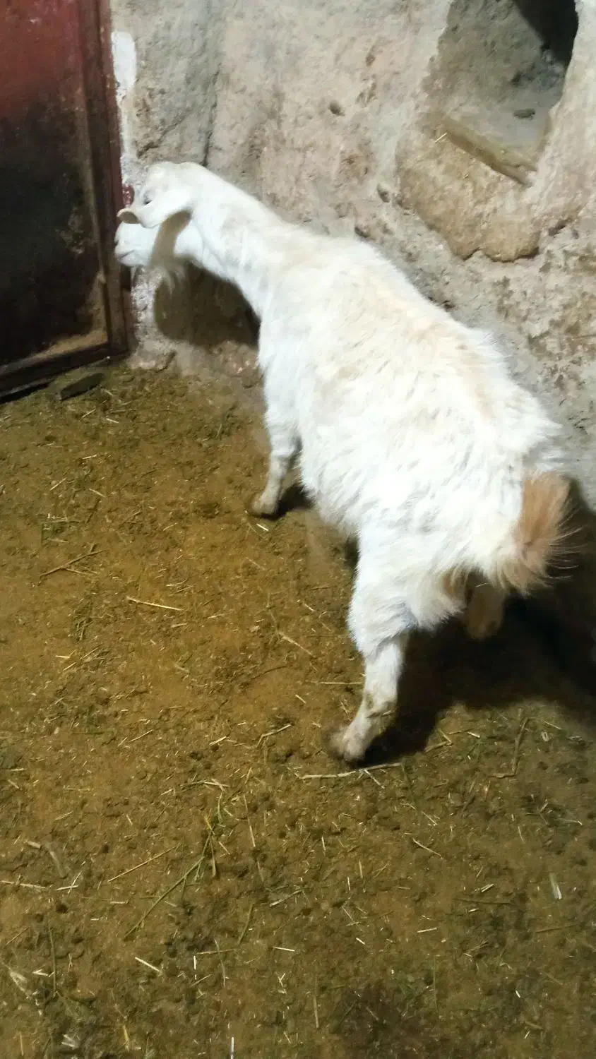 بز سانی|حیوانات مزرعه|همدان, |دیوار