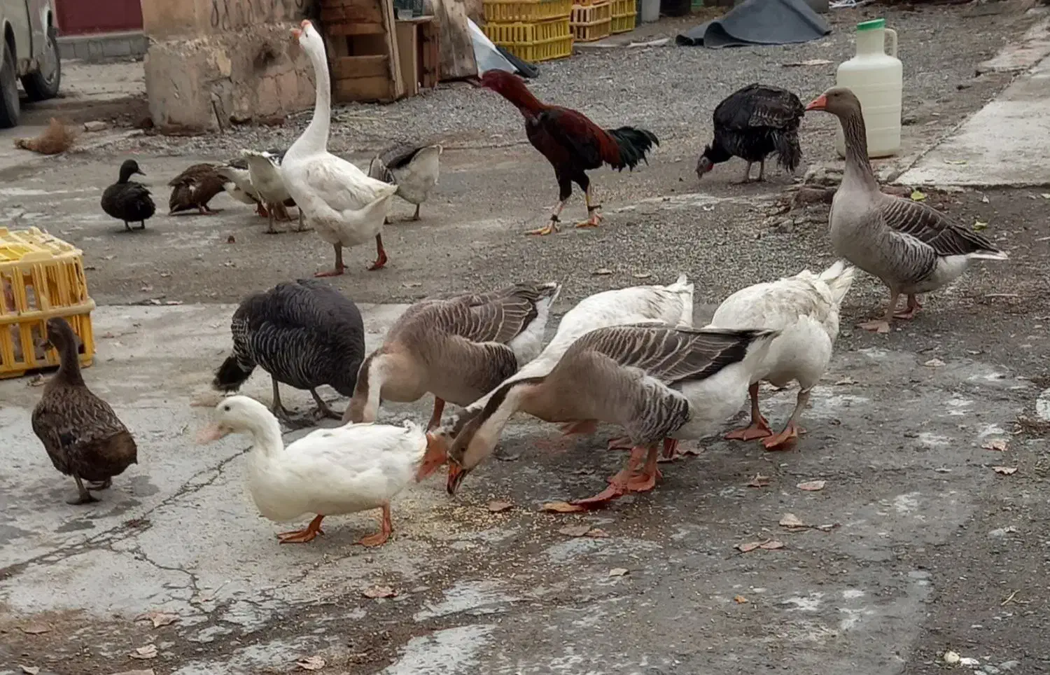 فروش غاز و بوقلمون و مرغ و خروس و اردک|حیوانات مزرعه|نقده, |دیوار