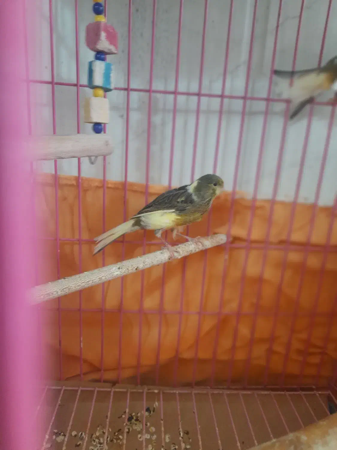 قناری نر و ماده|پرنده|اراک, |دیوار