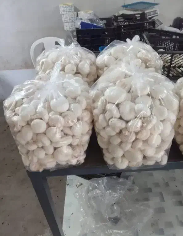 قارچ خوراکی ارگانیک|حراج|هشتگرد, شهرک ولیعصر (مصلی)|دیوار