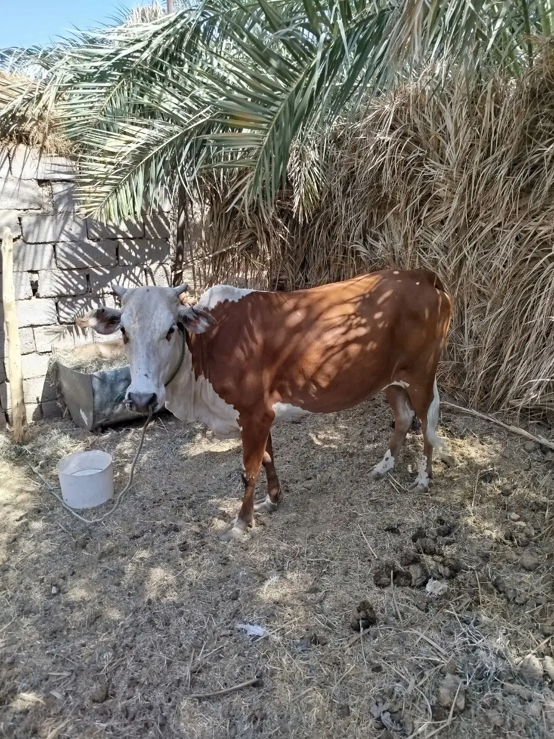 فروشی|حیوانات مزرعه|نگین کویر, |دیوار