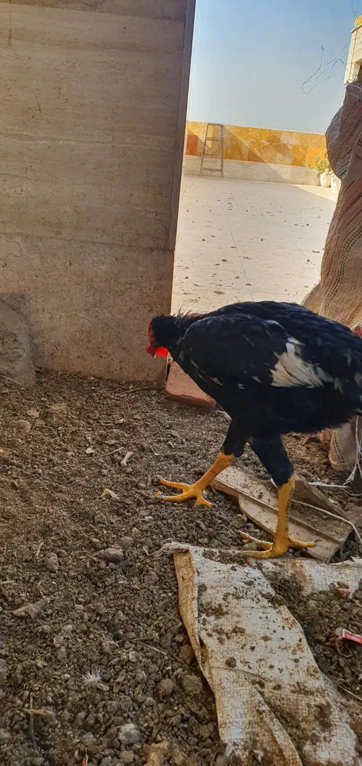 خروس|حیوانات مزرعه|ری, شهرک نظامی|دیوار