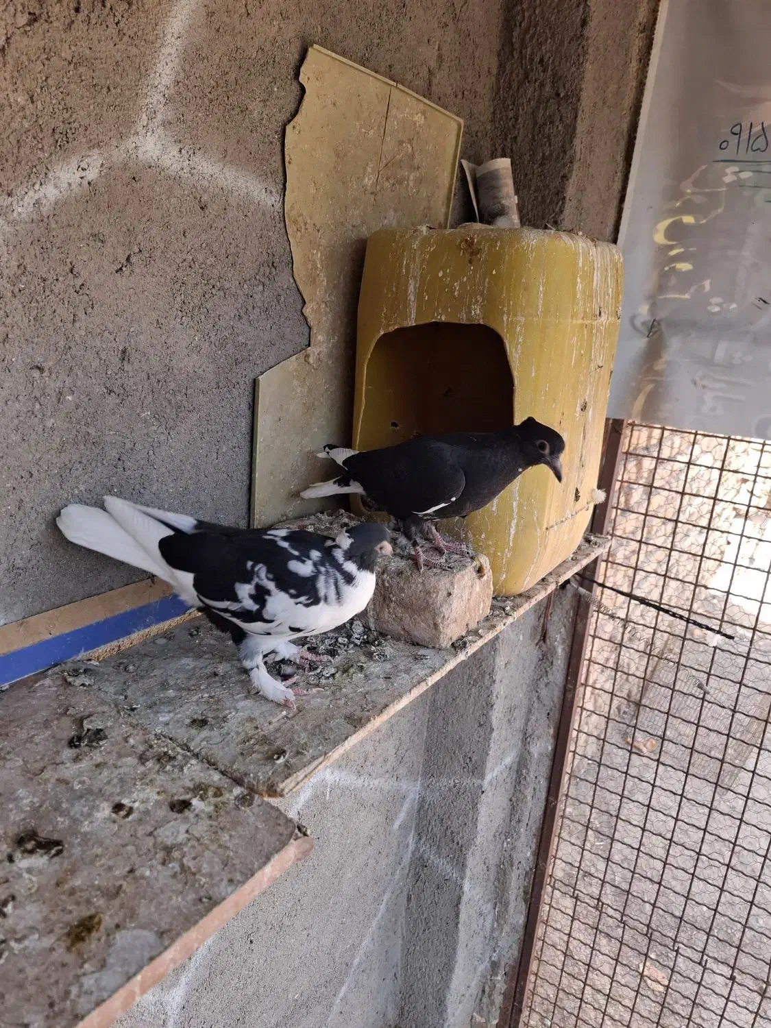 قره و ابلغ دمسفید کاکلی کرمونی|پرنده|زاوه, |دیوار