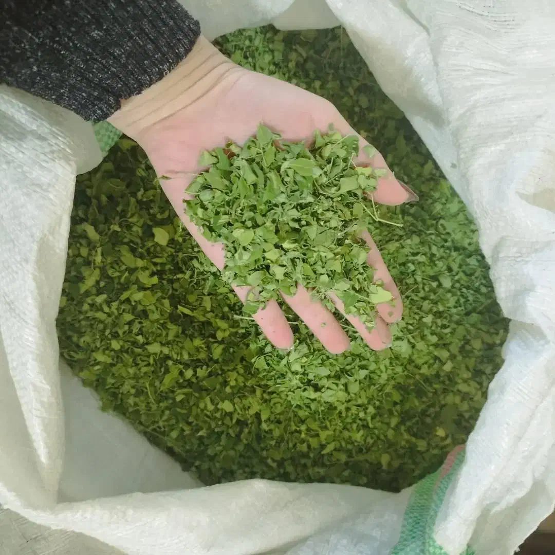 خریدار برگ خشک مورینگا هستم|خدمات باغبانی و درختکاری|میناب, |دیوار