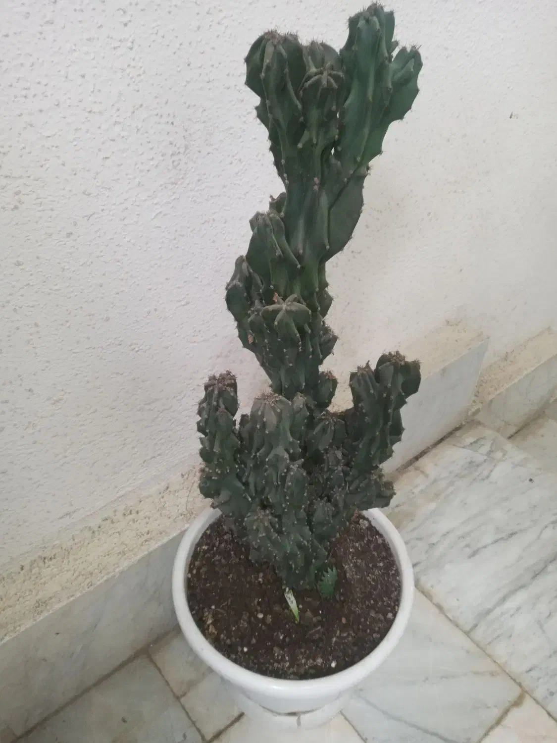 گل دیفن باخیا،سخره ای و گل کا غذی|گل و گیاه طبیعی|رشت, کوی مهر|دیوار