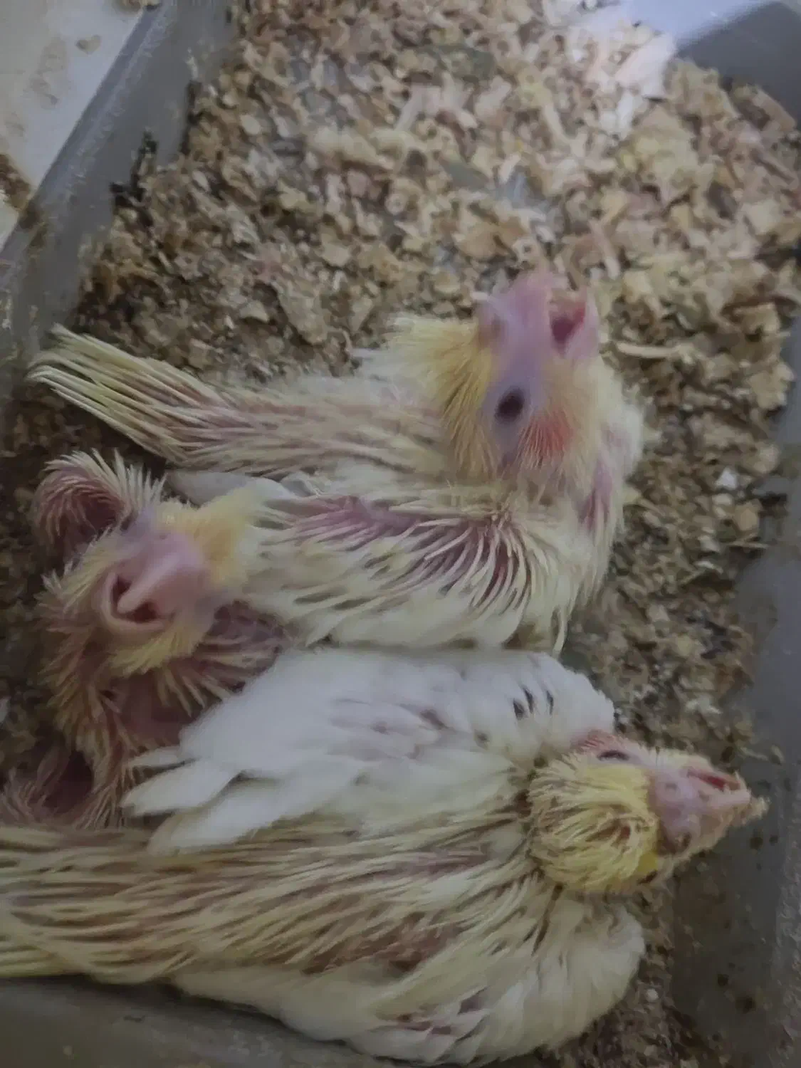 جوجه عروس هلندی|پرنده|فسا, |دیوار