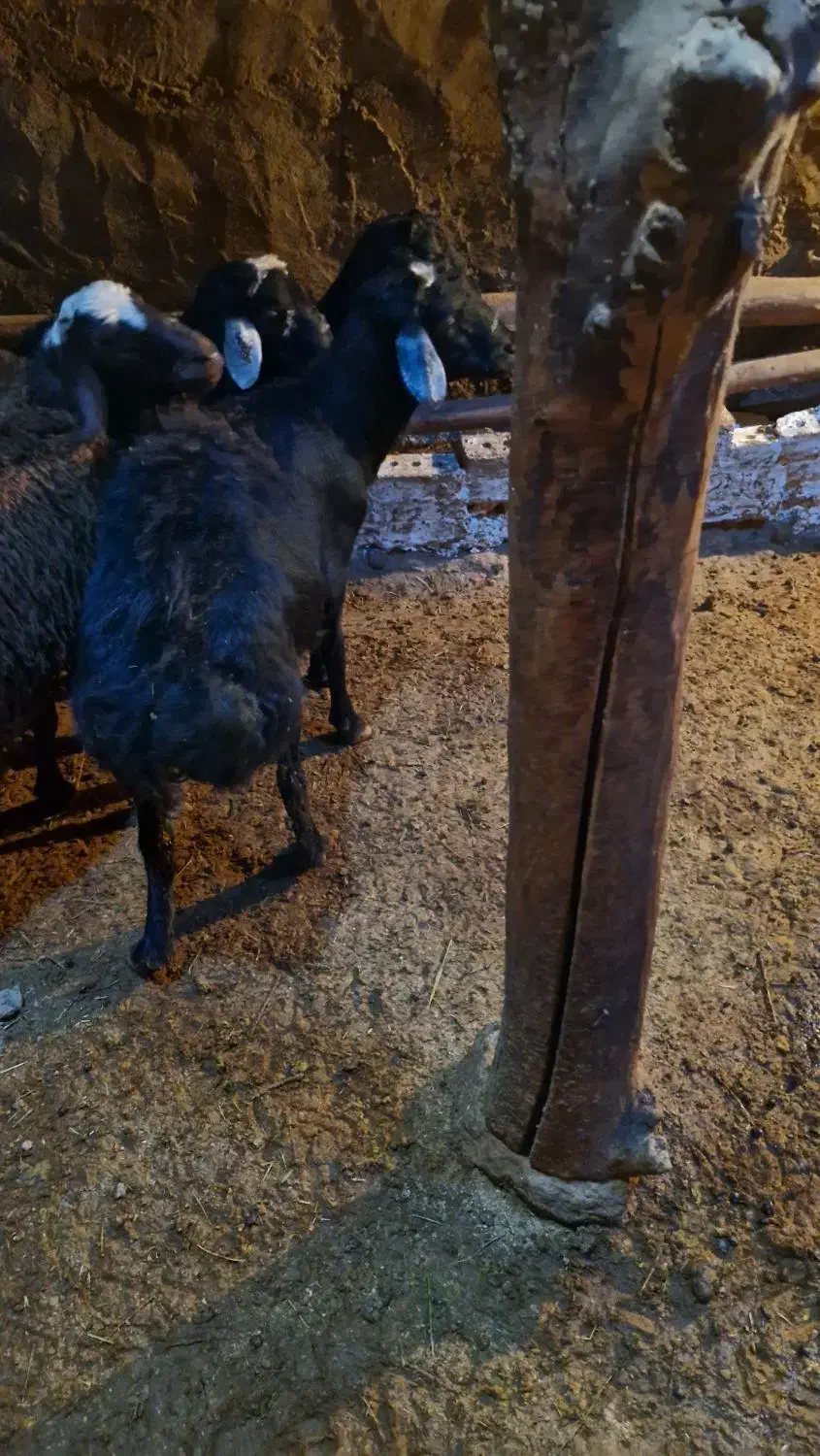 بره نر|حیوانات مزرعه|ماهنشان, |دیوار