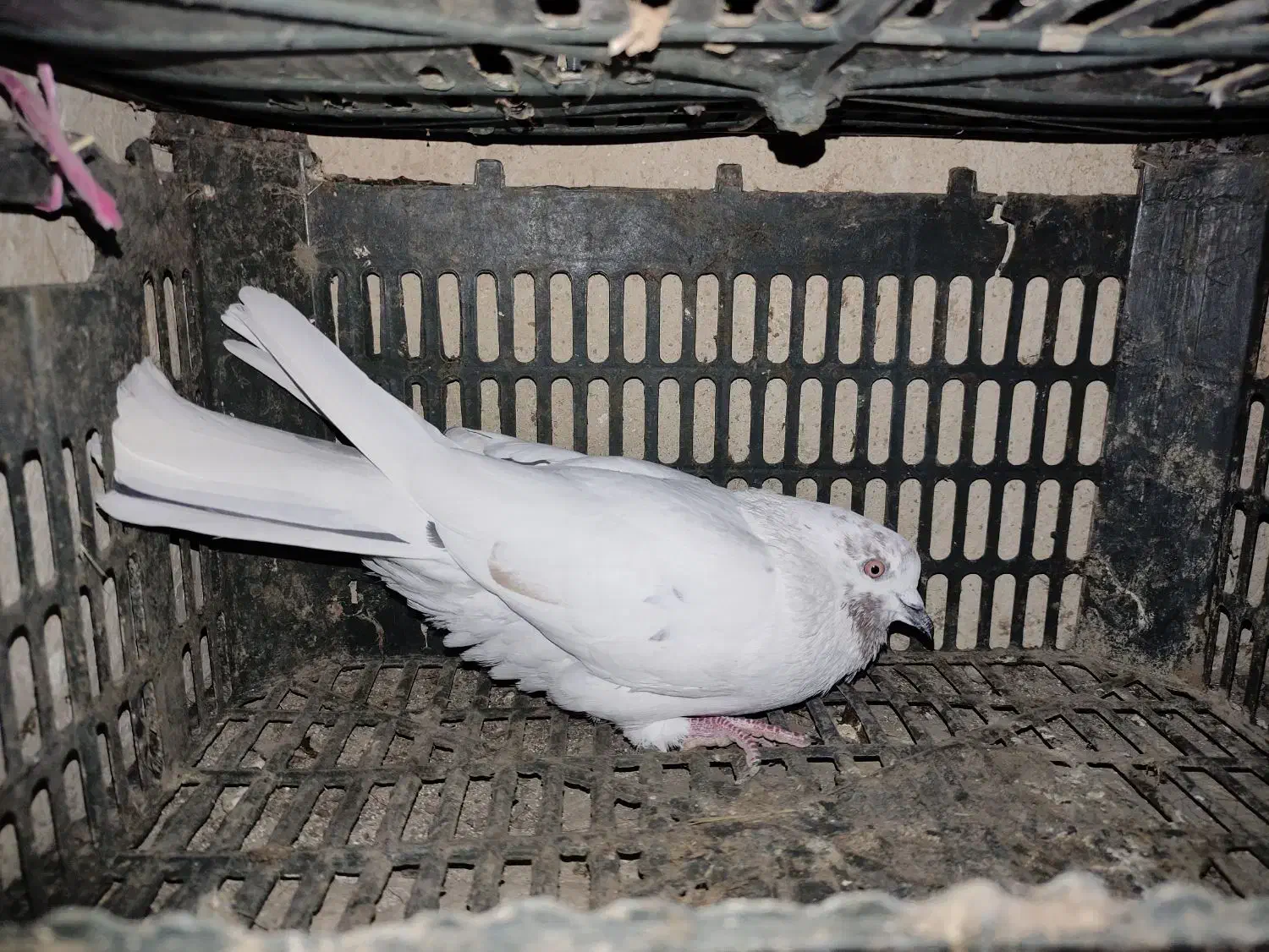 کبوتر نر پرشی|پرنده|اشنویه, |دیوار