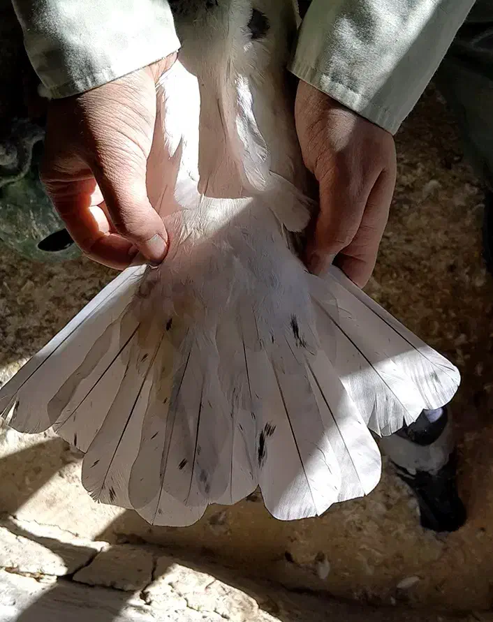 کفتر|پرنده|گلپایگان, |دیوار