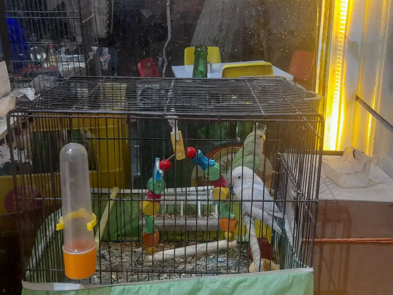 پرنده|پرنده|تهران, فلاح|دیوار