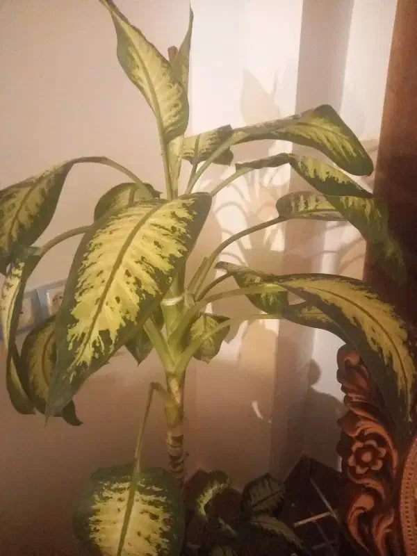 نظافتچی|استخدام سرایداری و نظافت|یاسوج, |دیوار