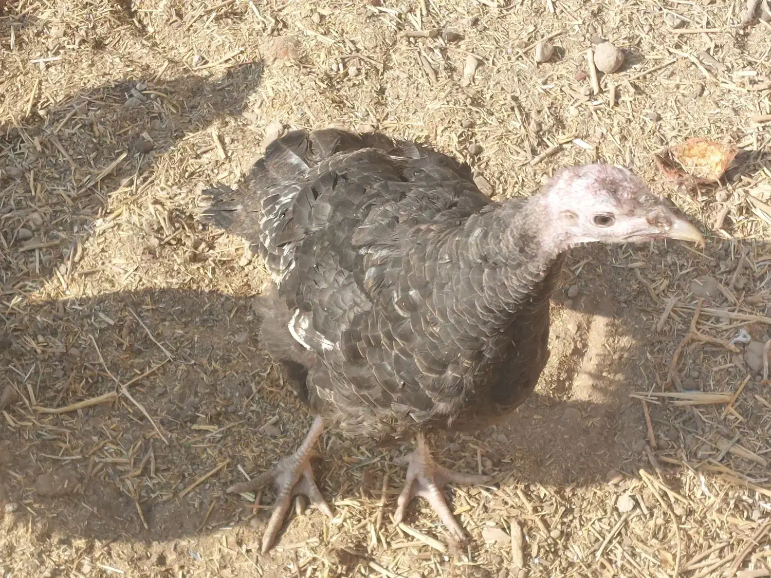 اردک اسرائیلی، بوقلمون|حیوانات مزرعه|سمنان, |دیوار