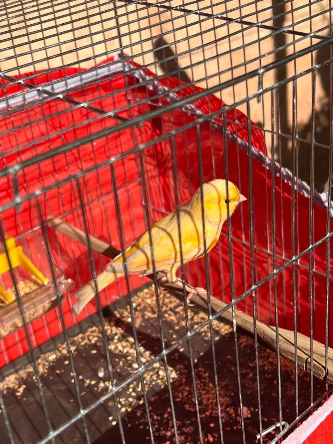 قناری نر بخون.سهره بخون|پرنده|پاکدشت, پاکدشت (مامازند)|دیوار