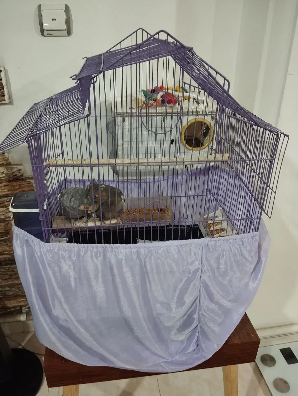 عروس هلندی نر ماده جفت|پرنده|پاکدشت, پاکدشت (مامازند)|دیوار