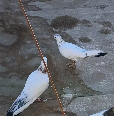 یه جفت کبوتر سرحال|پرنده|شاهینشهر, گرگاب|دیوار