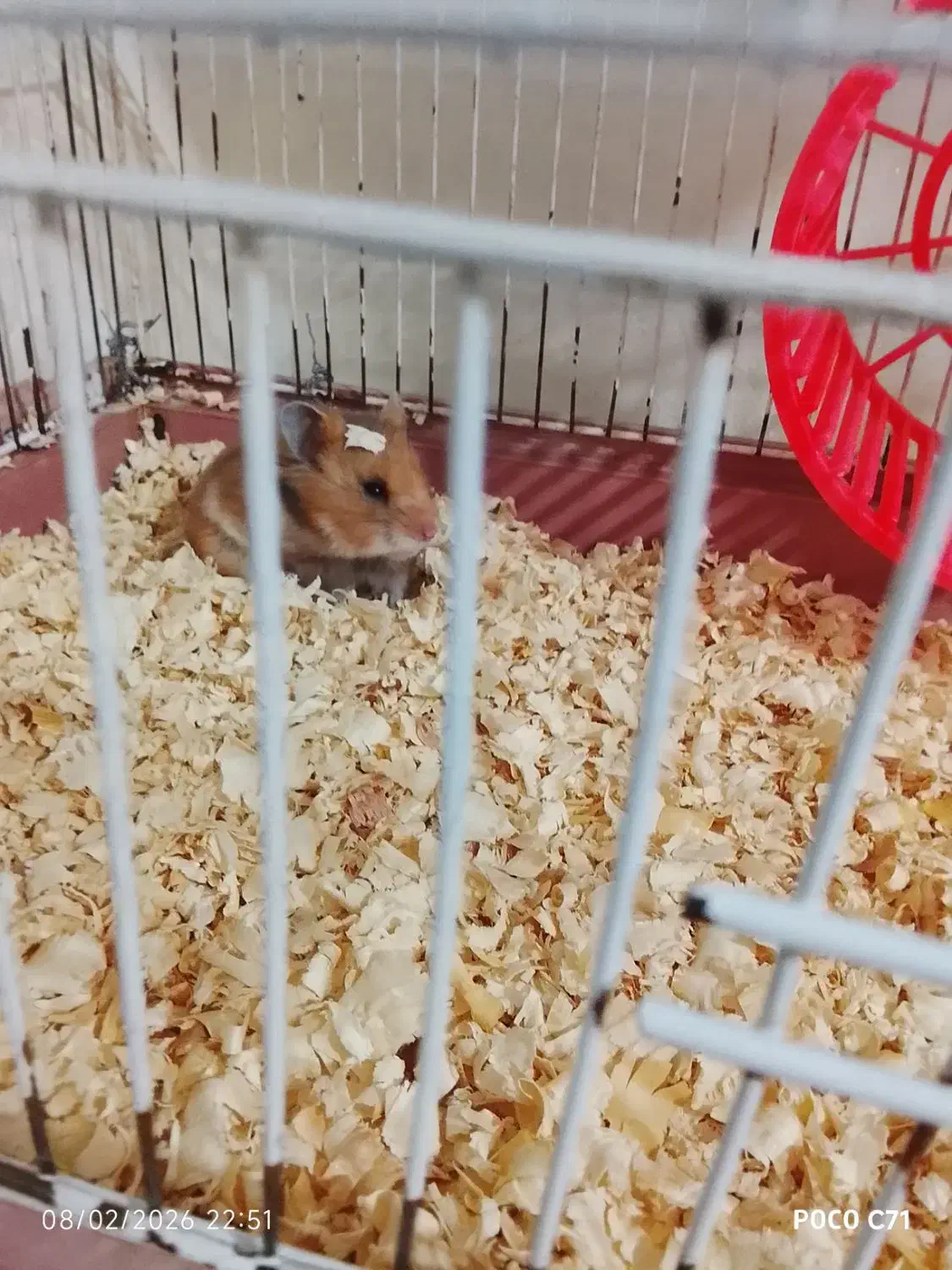 همستر|موش و خرگوش|قدس, شهر‌قدس|دیوار