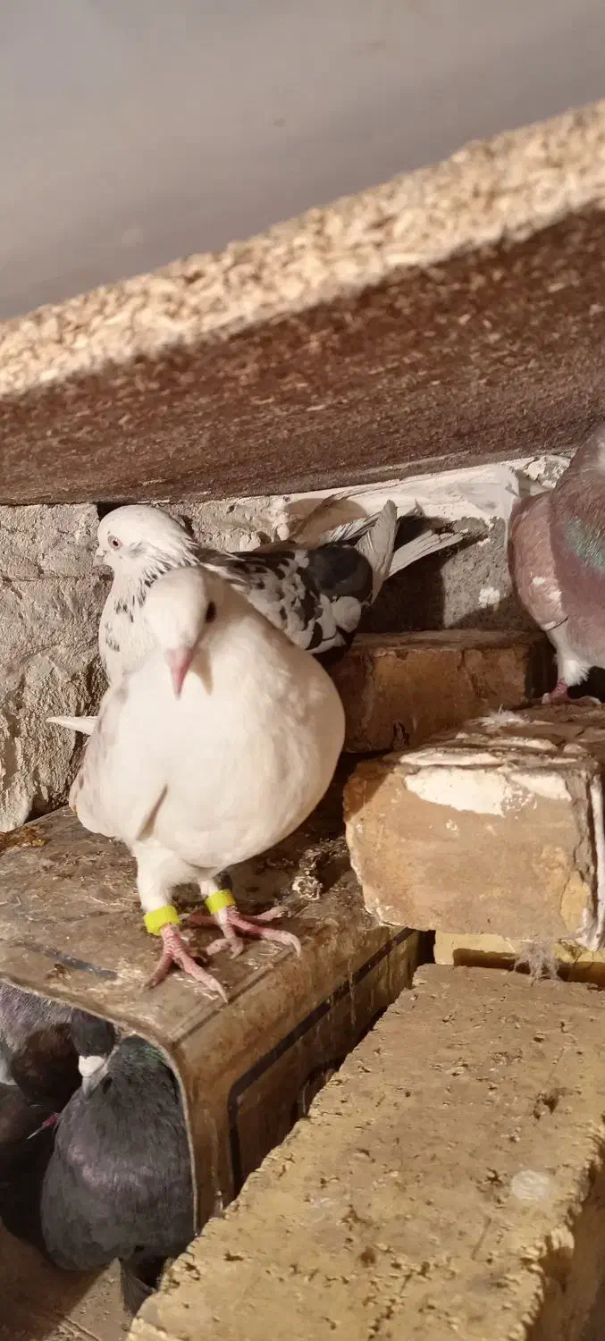 200|پرنده|سیلوانه, |دیوار