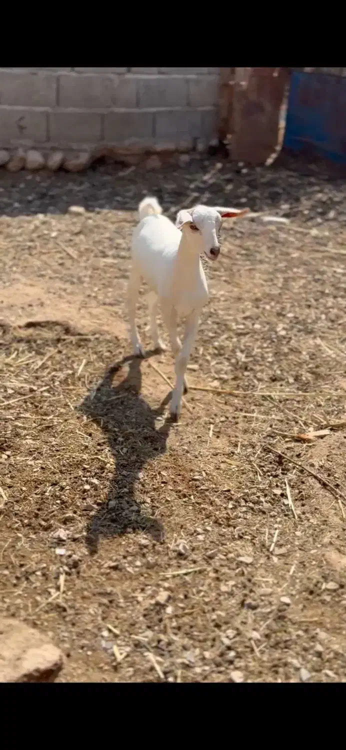 صلال و برشن|حیوانات مزرعه|خرمشهر, |دیوار