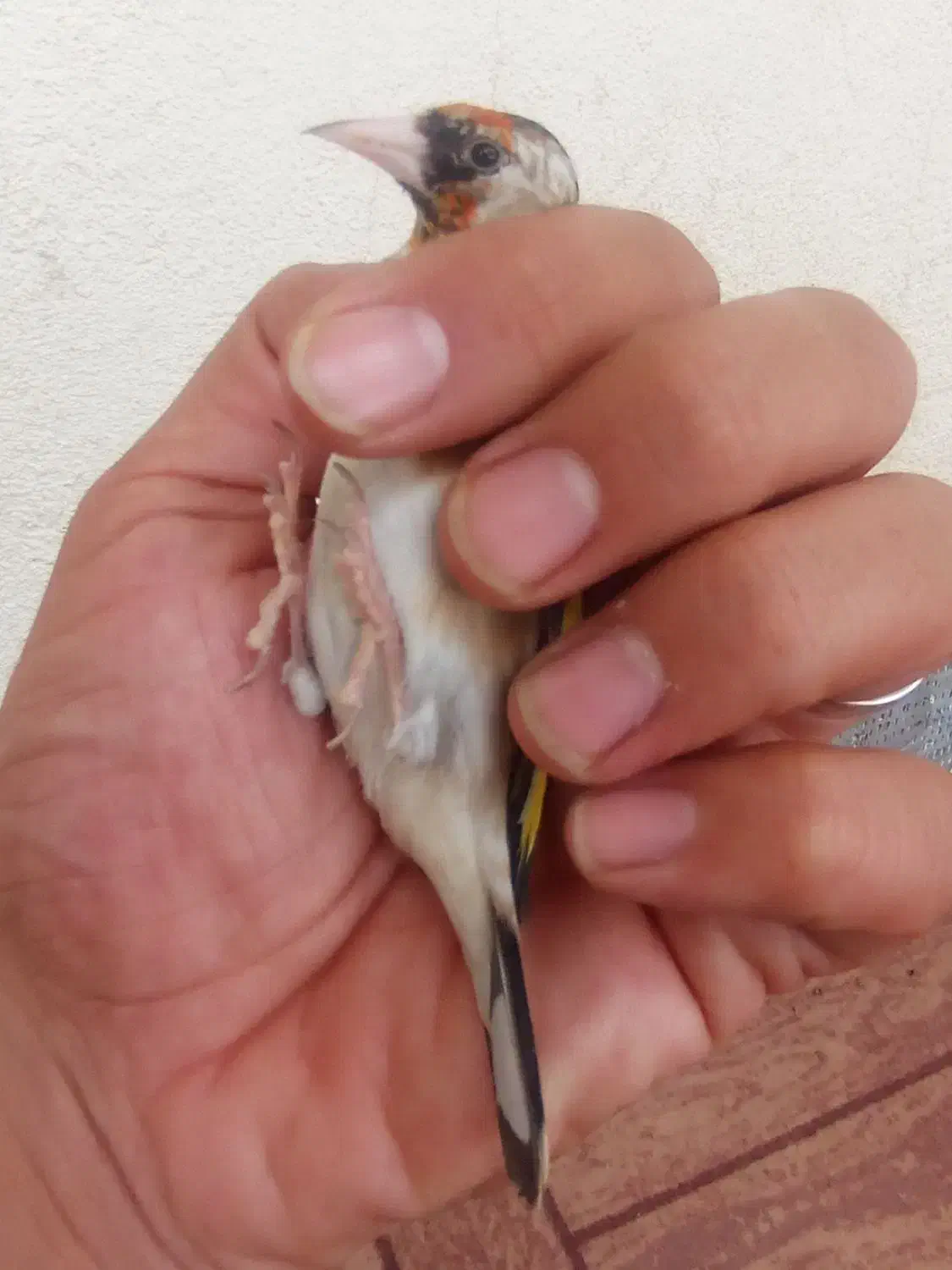 سهره نر قفس نرسرمایی|پرنده|سقز, |دیوار