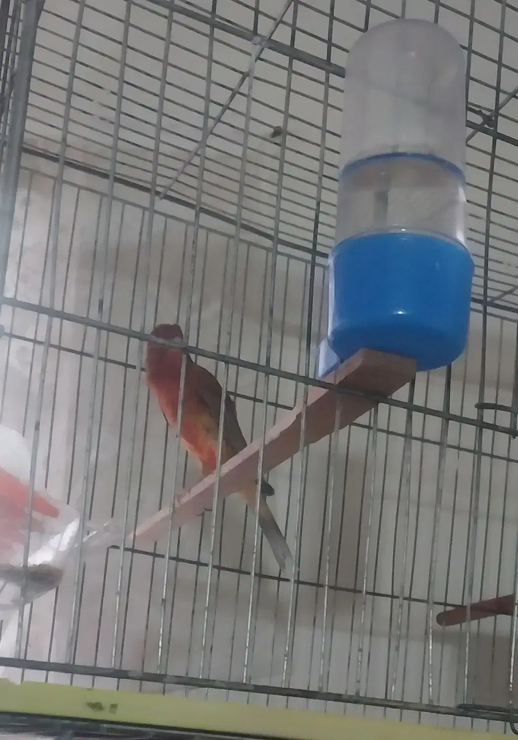 تعداد. سه عدد قناری نر. نژاد دارچینی|پرنده|بجنورد, |دیوار