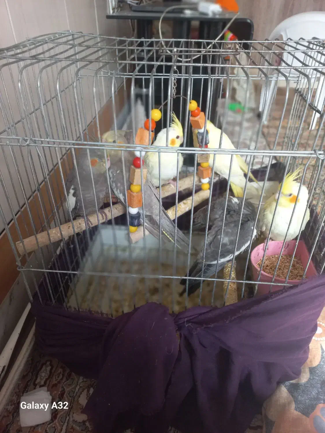 عروس هلندی|پرنده|آران و بیدگل, |دیوار