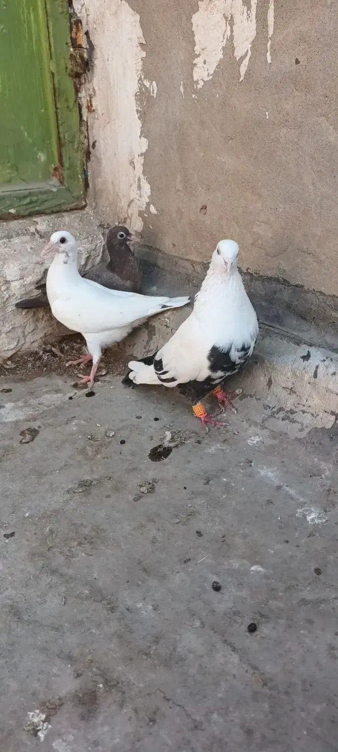 با سلام چند عدد کبوتر|پرنده|اهواز, دانشگاه چمران|دیوار