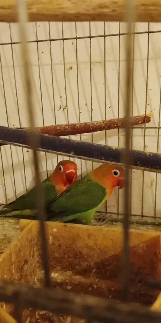 پرنده|پرنده|کیش, |دیوار